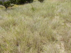 Muhlenbergia lindheimeri