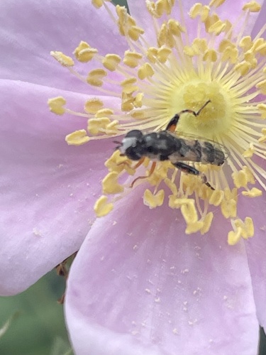 iNaturalist observation photo of Peg-legged Compost Fly