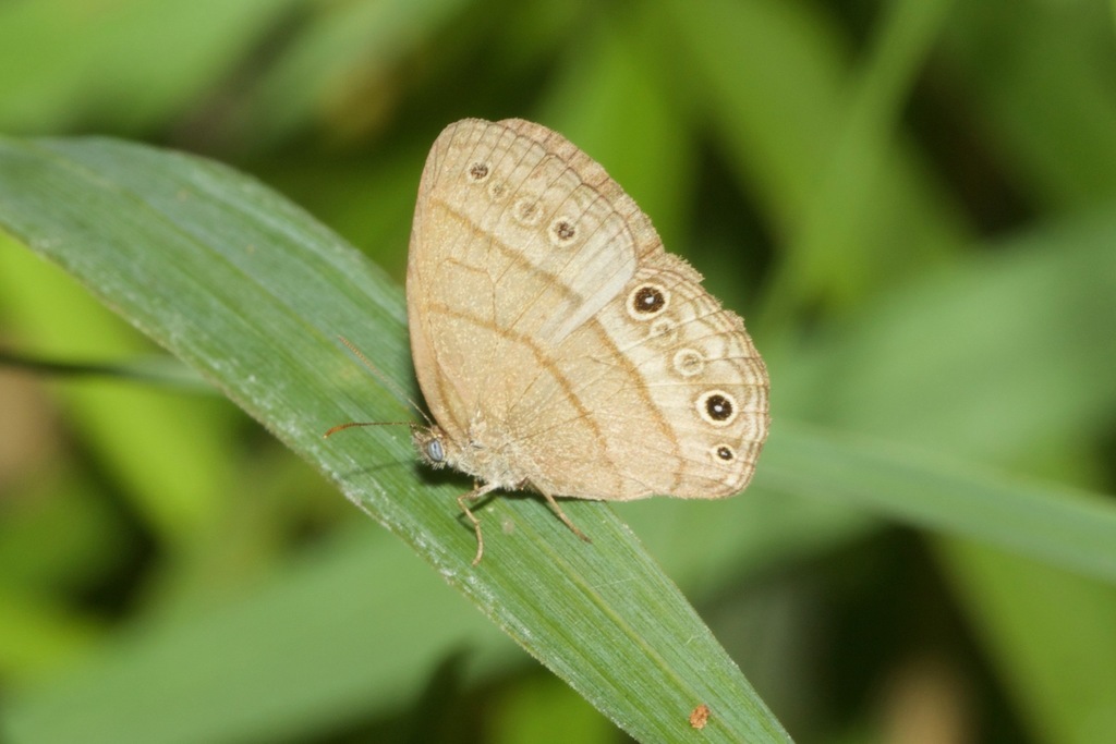 Hermeuptychia clara