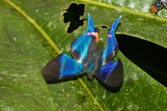 Rhetus dysonii