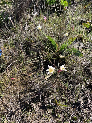 Image of Gladiolus trichonemifolius by (c) Dave Richardson, some rights reserved (CC BY)