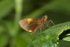 Lychnuchus victa