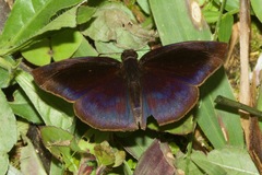 Anastrus neaeris