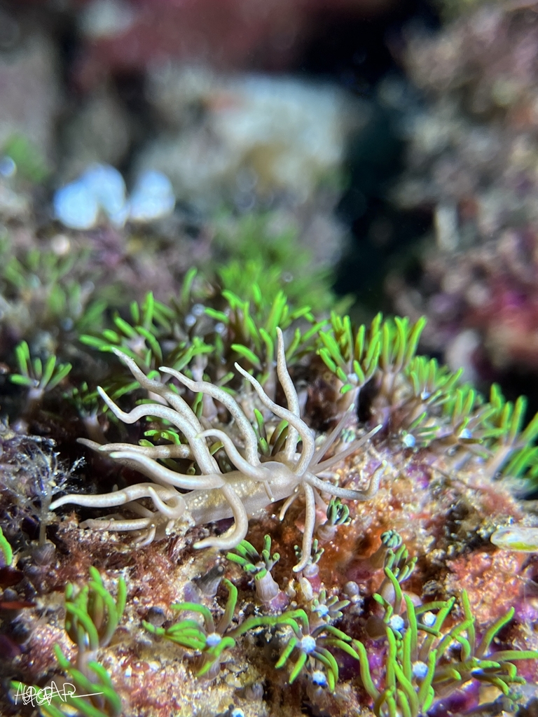 Yellow-tipped Phyllodesmium