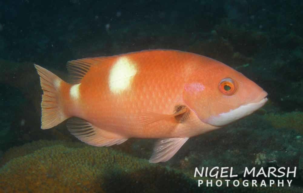 Foxfish (Bodianus frenchii) - Marine Life Identification