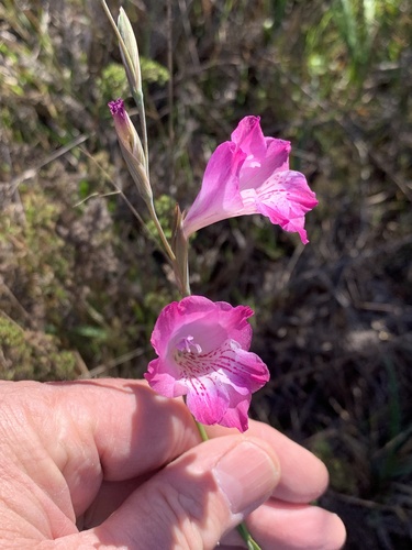 Image of Gladiolus hirsutus by (c) Dave Richardson, some rights reserved (CC BY)