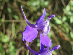 Delphinium ajacis