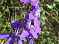 Delphinium ajacis
