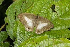 Euptychoides albofasciata