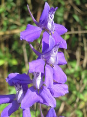 Delphinium ajacis