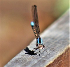 Argia funebris