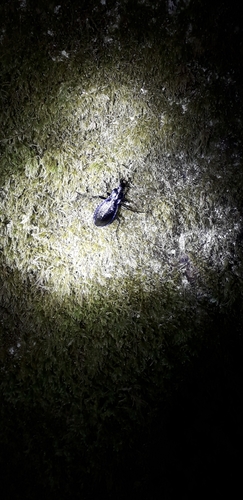 Blue Ground Beetle, Unnamed Road, Bodmin PL30 4EQ, UK, photo 8 of 10