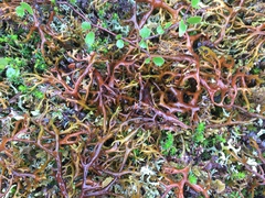 Masonhalea richardsonii