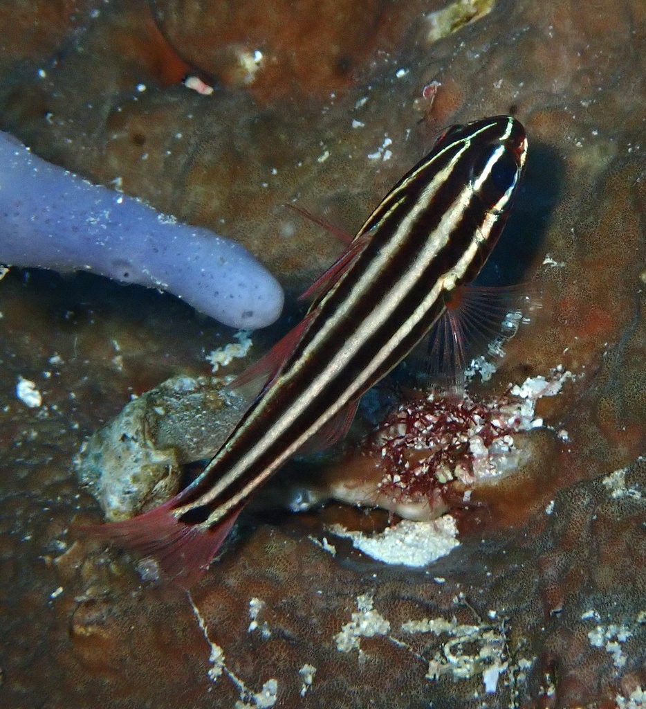 Blackbanded Soldierfish