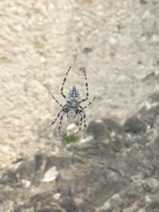 Araneus circe