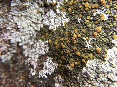 Polycauliona bolacina