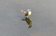 Pitangus sulphuratus