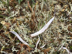 Thamnolia vermicularis vermicularis