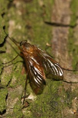 Rhagio