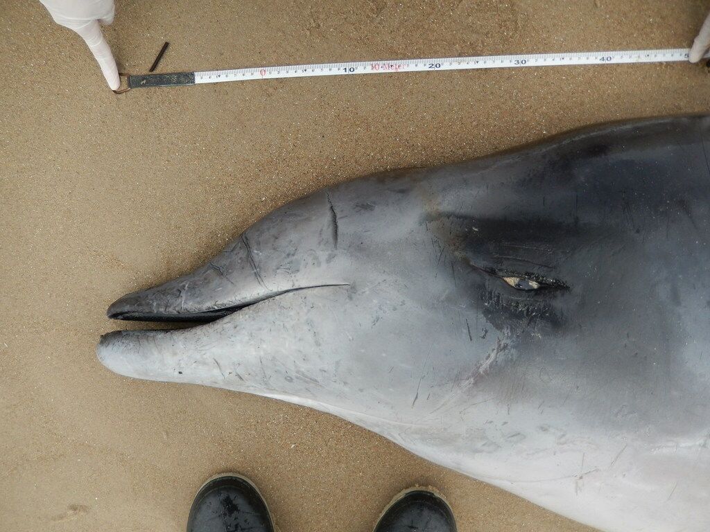 Ramari's Beaked Whale