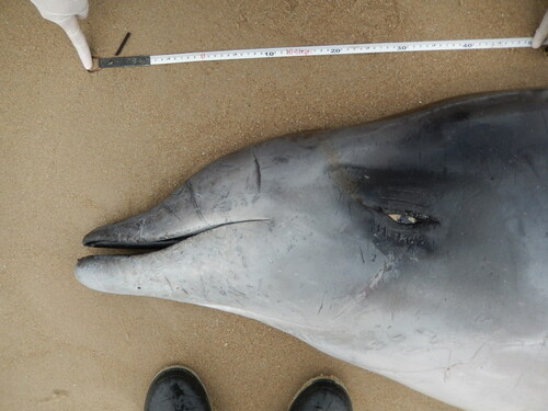 Ramari’s Beaked Whale (Mesoplodon eueu) — Data Deficient Mammalia