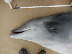 Ramari's Beaked Whale photo 1
