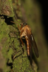 Rhagio