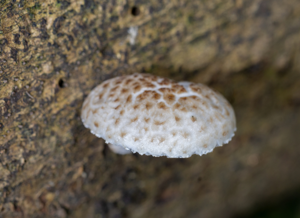 Oudemansiella cubensis · August 2024 · photo: © guilhermefreda (iNaturalist, cc-by-sa)