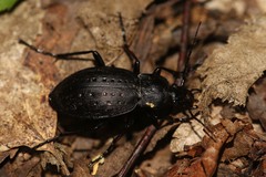 Carabus hortensis