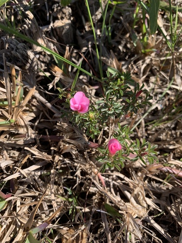 Image of Oxalis multicaulis by (c) Dave Richardson, some rights reserved (CC BY)