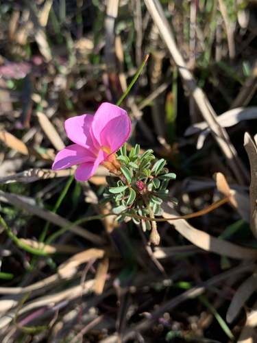 Image of Oxalis multicaulis by (c) Dave Richardson, some rights reserved (CC BY)
