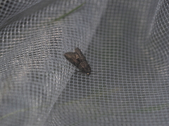 Cryphia fraudatricula