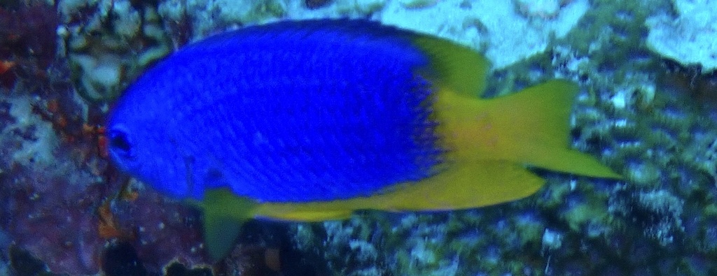 Caerulean damsel