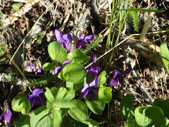 Viola langsdorffii
