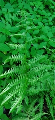 Athyrium