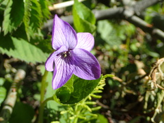 Viola langsdorffii