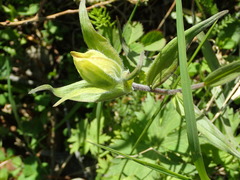 Castilleja unalaschcensis