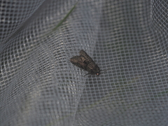 Cryphia fraudatricula