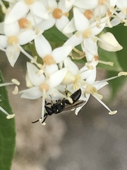 Hylaeus annulatus