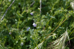 Pholistoma auritum arizonicum