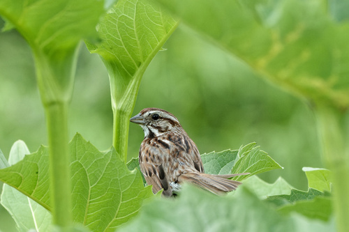 Song Sparrow photographed in Michigan