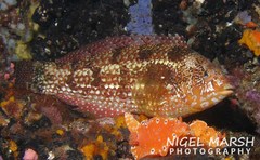Brown Spotted Wrasse photo 4