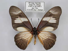 Graphium almansor escherichi