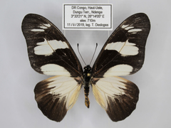 Graphium almansor escherichi