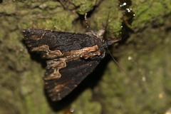 Dypterygia scabriuscula