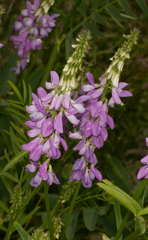 Galega officinalis