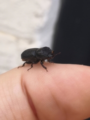 Sinodendron cylindricum