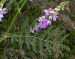 Galega officinalis