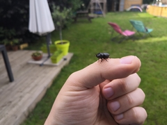 Sinodendron cylindricum