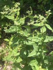 Eupatorium godfreyanum